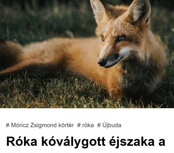 Róka kóválygott éjszaka a Móricz Zsigmond körtéren – mindenki erről beszél!