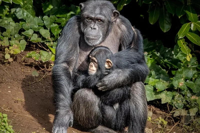 Fedezze fel Guinea veszélyeztetett fajait