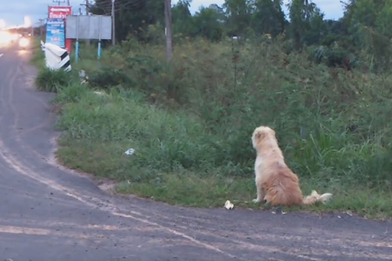 Szívszorító hűség: a kutya 4 év után is az út szélén várja gazdáját, aki soha nem tért haza