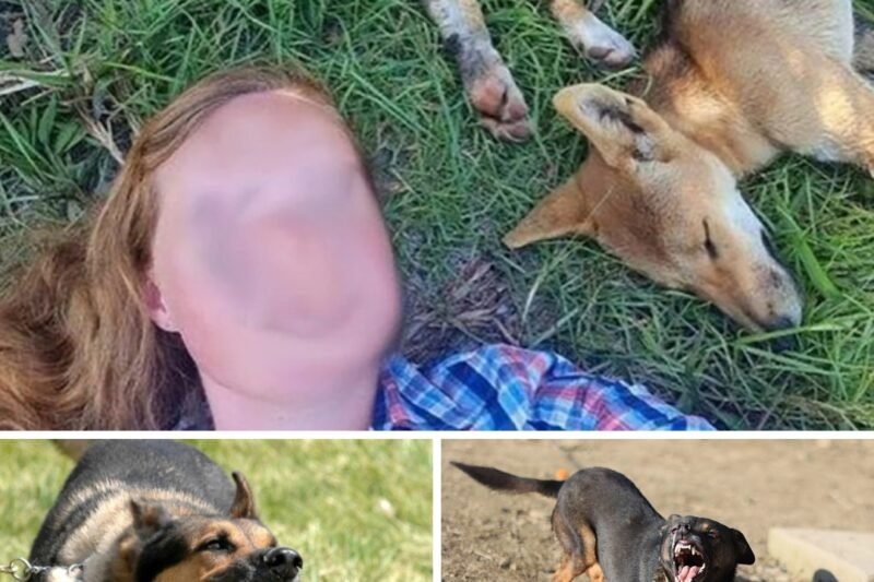 Vérfagyasztó támadás Pécelen: feldühödött kutyák estek egy nőre – a vadászok hat megvadult állatot lőttek ki!