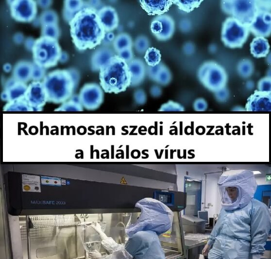 „Rohamosan terjed a halálos vírus – egyre több az áldozat”