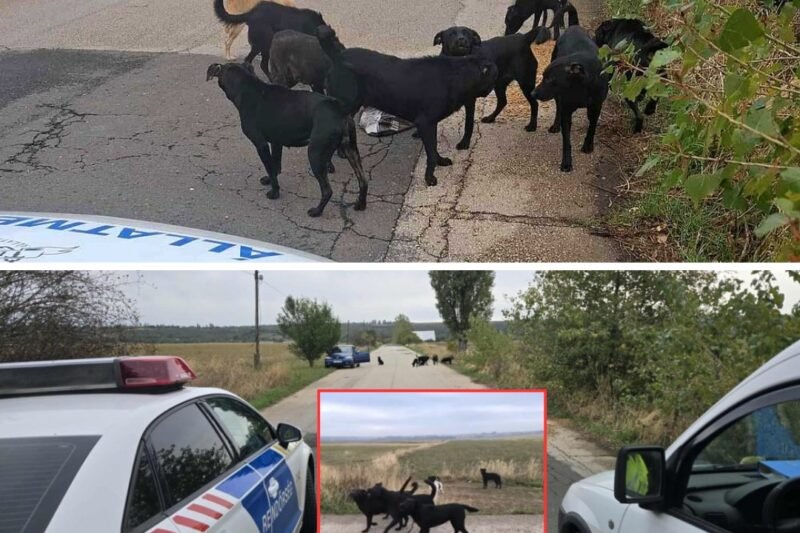 Péceli rémálom: futónőt támadt a kutyafalka – 20 harapás! Csak egy bátor autós állította meg a tragédiát!