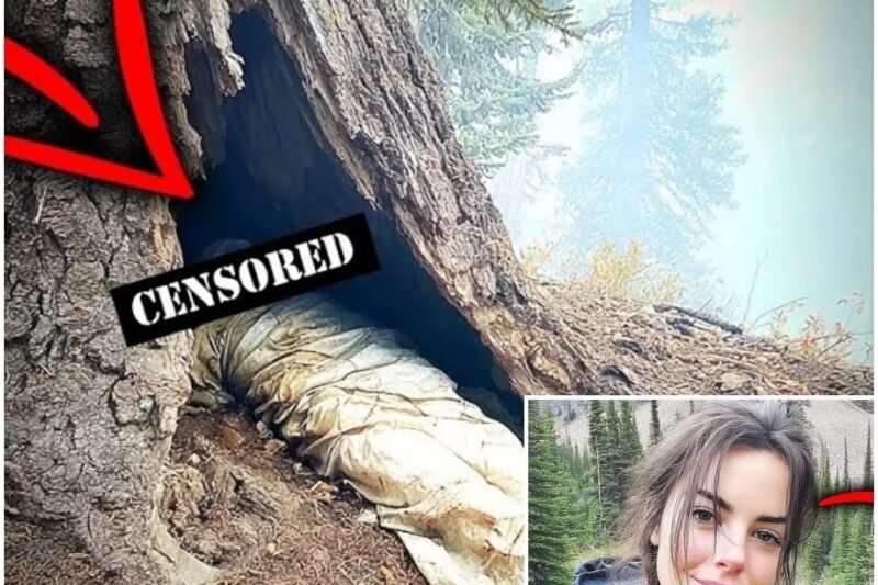 😱 Szörnyű felfedezés Montanában: egy nő 4 évvel eltűnése után egy elhalt douglasfenyő belsejében került elő – a test teljesen sértetlen volt, erőszak nyomai nélkül! 👇 👉 A TELJES TÖRTÉNET a kommentekben olvasható, minden részlet megdöbbentő.